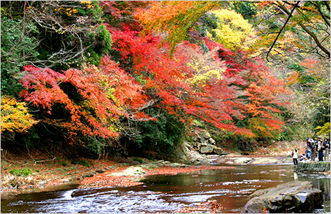 関東エリアの紅葉スポット 秋の紅葉ツアー 旅行 クラブツーリズム