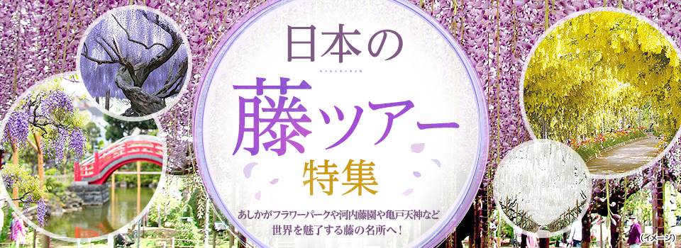 九州発 藤ツアー 旅行 あしかがフラワーパーク 河内藤園 亀戸天神社 クラブツーリズム