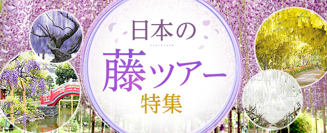 九州発 藤ツアー 旅行 あしかがフラワーパーク 河内藤園 亀戸天神社 クラブツーリズム