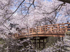 高遠城址公園内の桜雲橋（C）伊那市観光協会