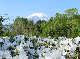 リュウキュウツツジの花と富士山