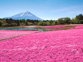 富士芝桜まつり