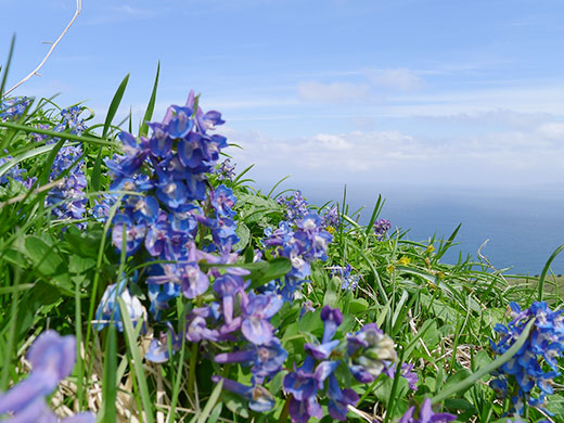 エゾエンゴサク（見ごろは4月下旬～5月中旬）※5月9日以降の出発でご案内